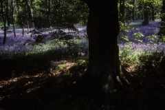 Bluebells